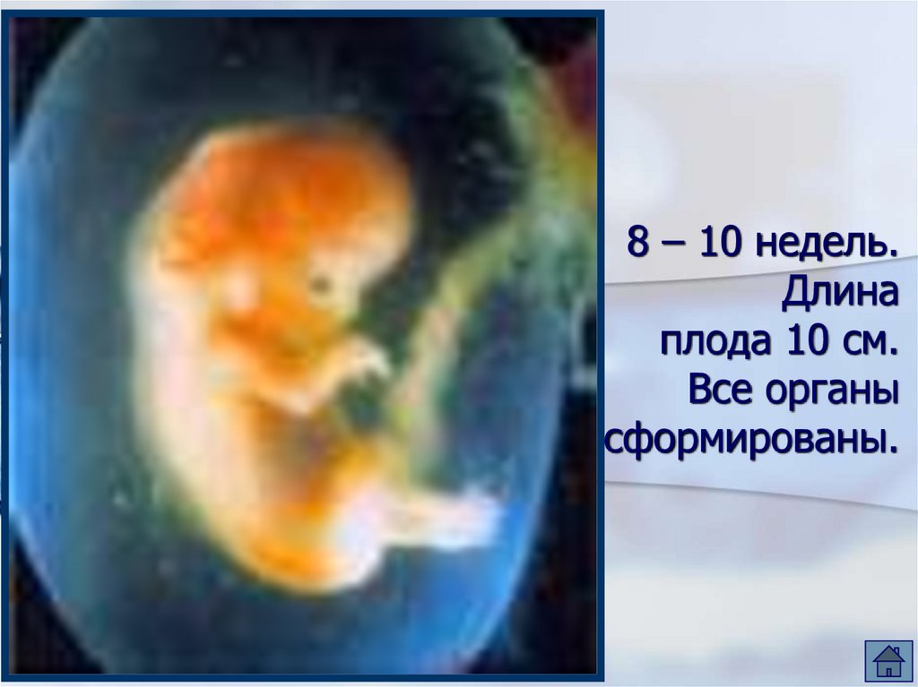 9 недель беременности размер плода. Эмбрион по неделям беременности 10 недель. Плод человека 10 недель.