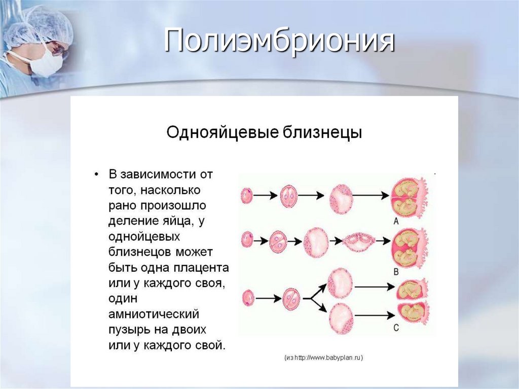 Полиэмбриония бесполое размножение примеры