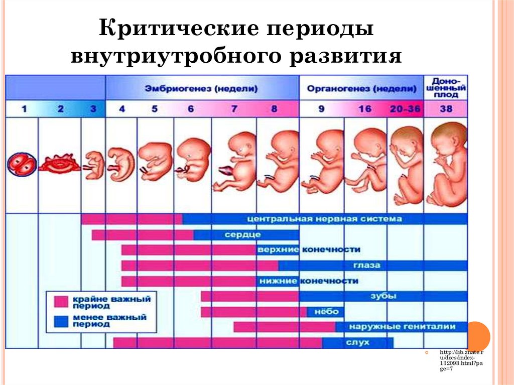 Беременность срок. Схема периодов внутриутробного развития плода. Критические периоды развития эмбриона и плода. Критические периоды развития плода таблица. Критические периоды развития органов плода..