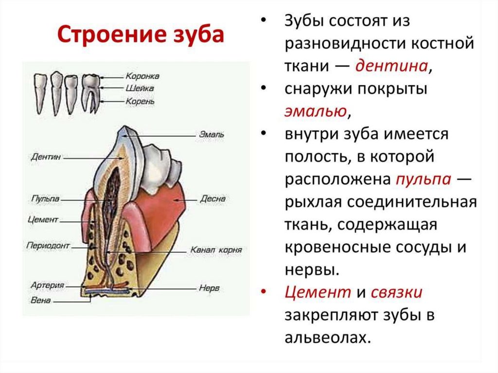 Строение зуба. Рыхлая соединительная ткань зуба. Внутренняя часть зуба состоящая из рыхлой соединительной ткани. Рыхлая соединительная ткань внутри зуба.