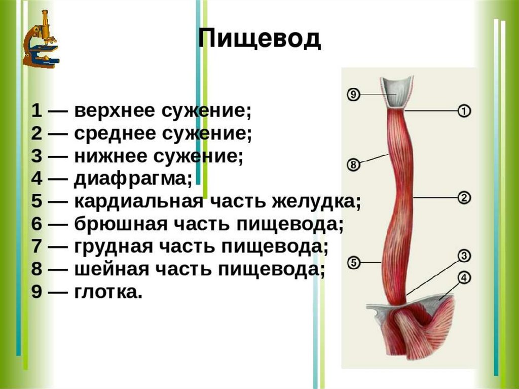 Пищеварение презентация 8 класс биология