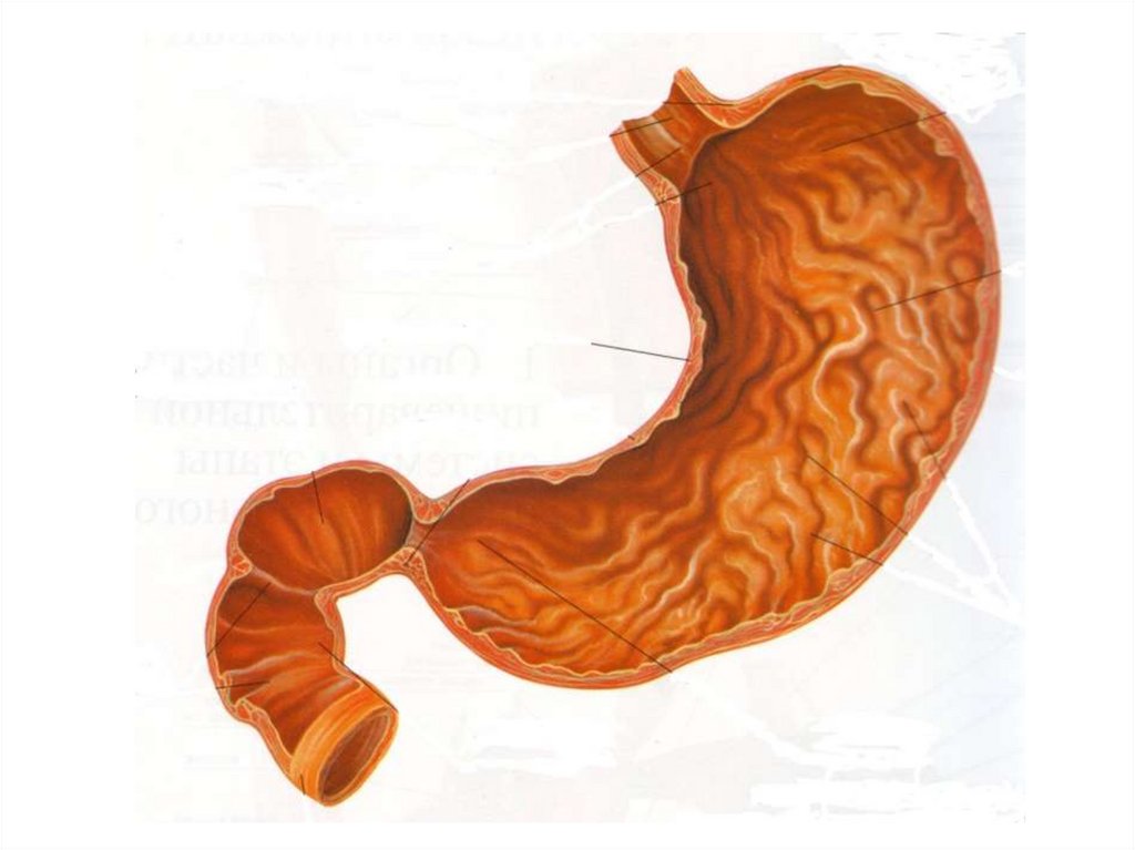 Тонкий желудок строение. Желудок анатомия Синельников. Строение желудка анатомия. Анатомический желудок.