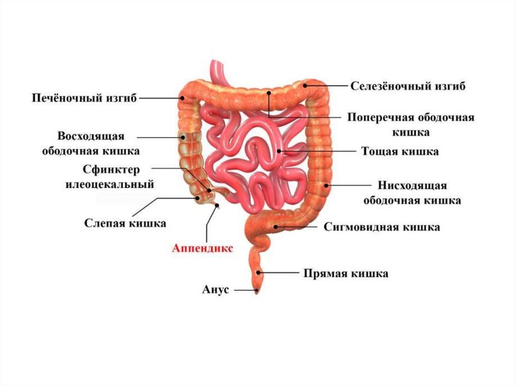 Терминальный отдел подвздошной кишки где находится схема