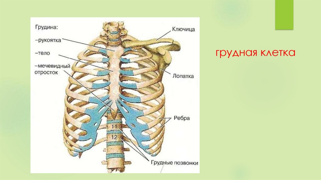 Органы человека с ребрами