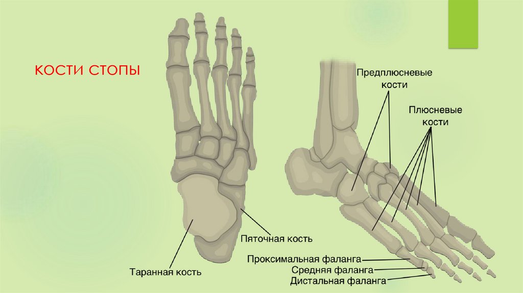 Стопа кости анатомия картинки