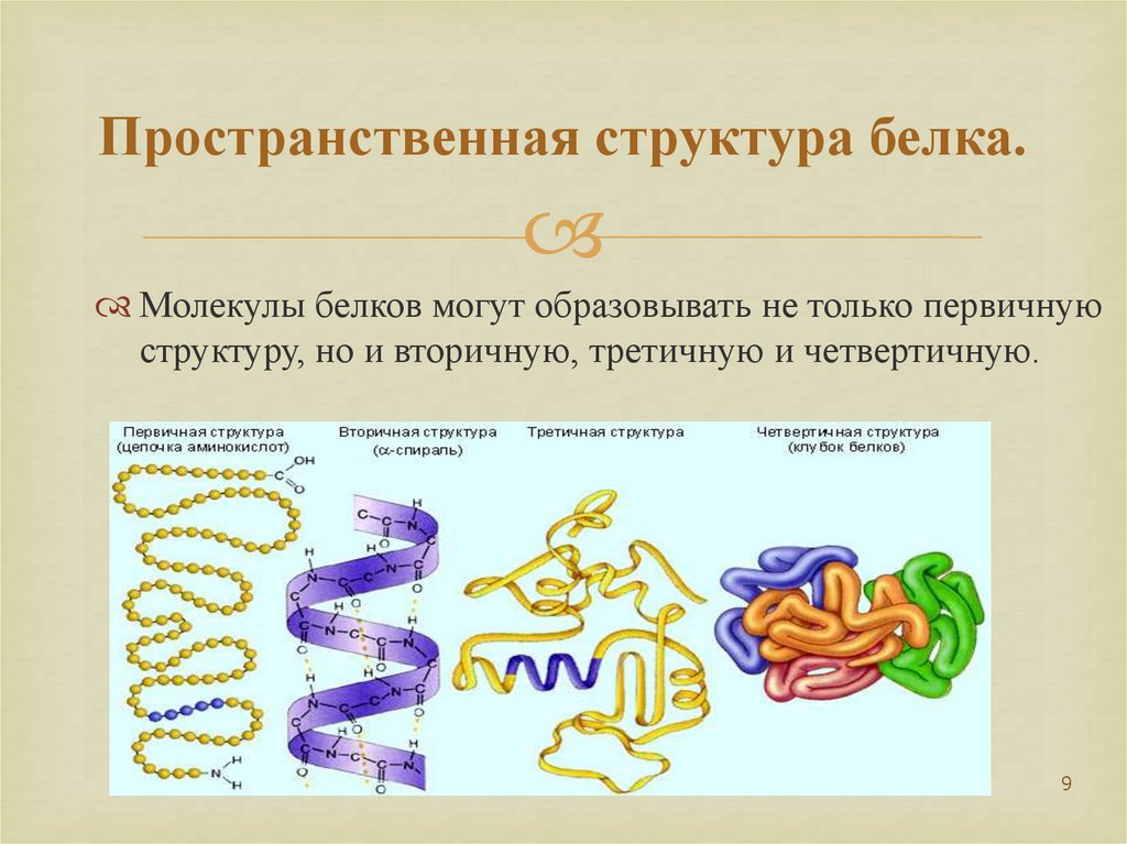 Вторичную структуру белка определяют