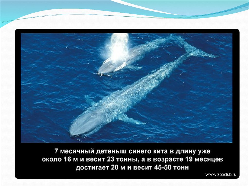 Сердце синего кита весит семьсот килограммов. Синий кит презентация. Презентация про китов. Интересные факты о китах. Синий кит Размеры.
