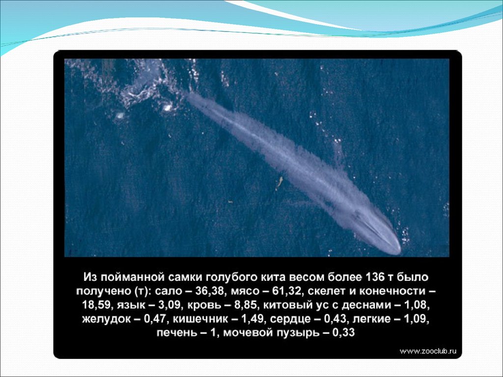 Сердце синего кита весит семьсот килограммов. Синий кит Размеры. Интересные факты о китах. Интересные факты о синем ките.
