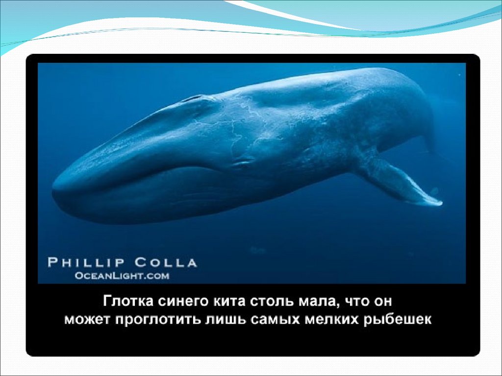 Где живет кит русский язык 1 класс. Кит для детей. Голубые киты интересные факты. Интересные факты о китообразных. Глотка синего кита.