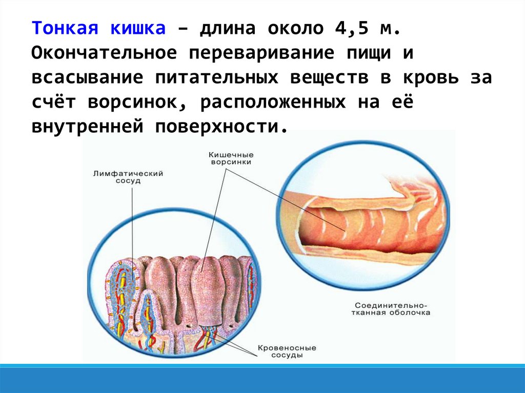 Хмс тонкая кишка