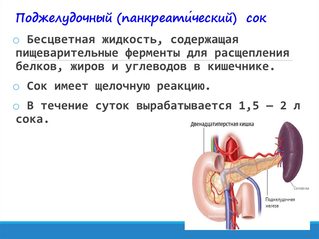 Поджелудочный сок содержит ферменты