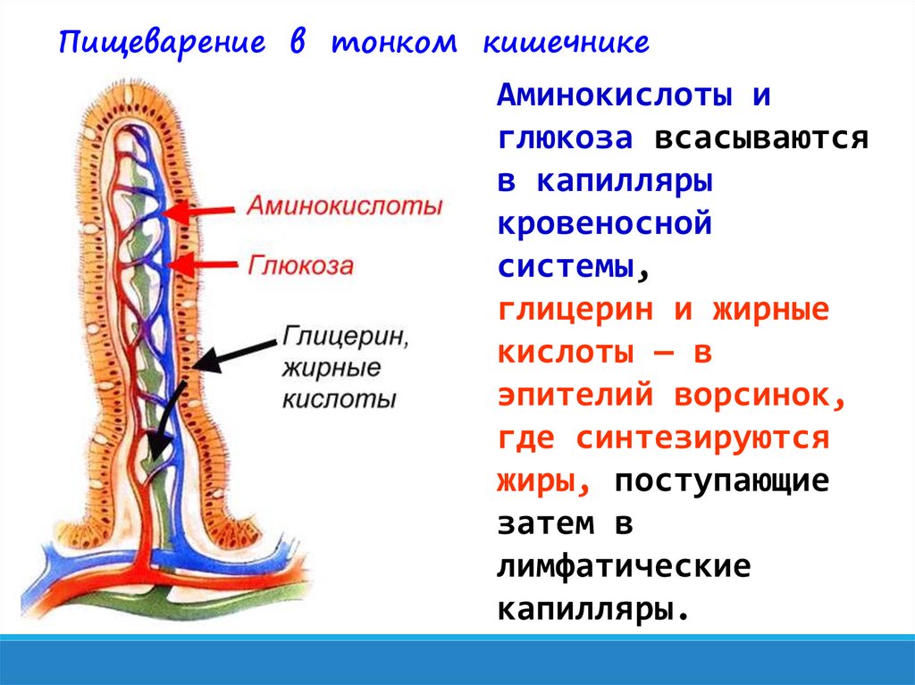 Происходит всасывание аминокислот и простых углеводов