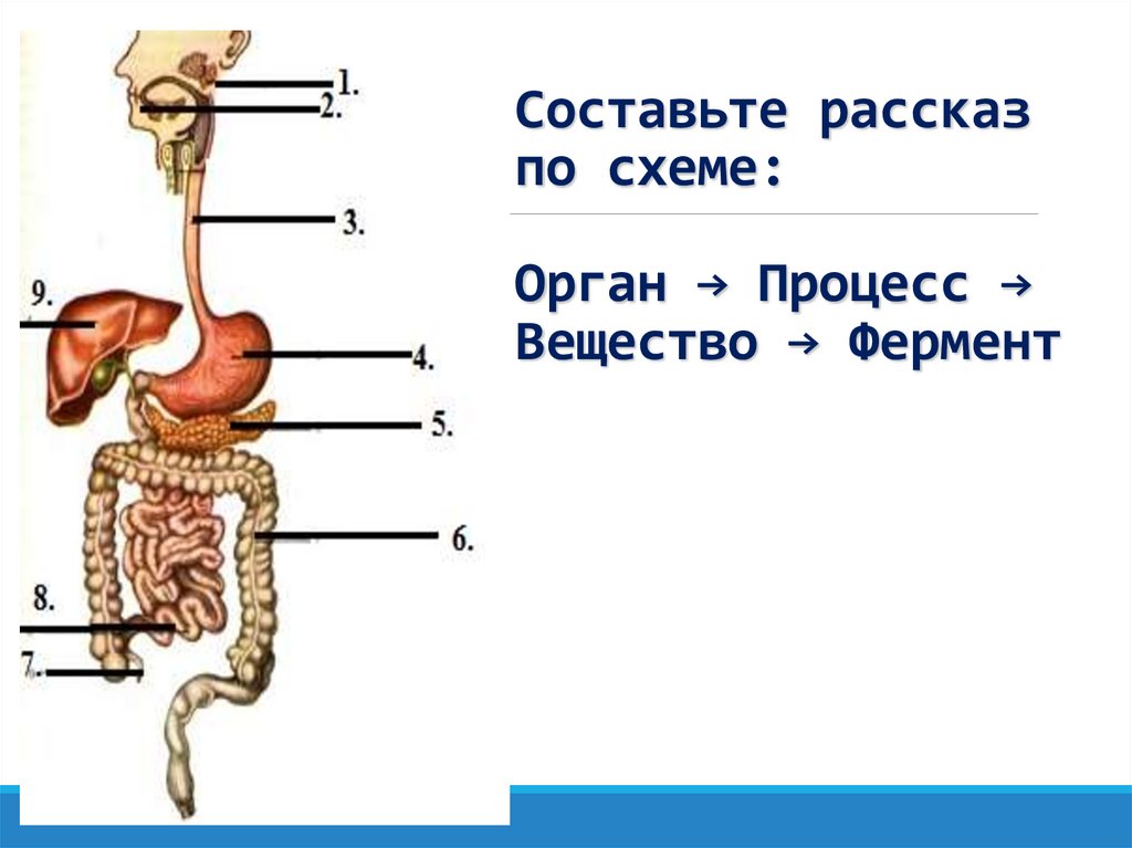 Процесс пищеварения в организме человека схема по часам