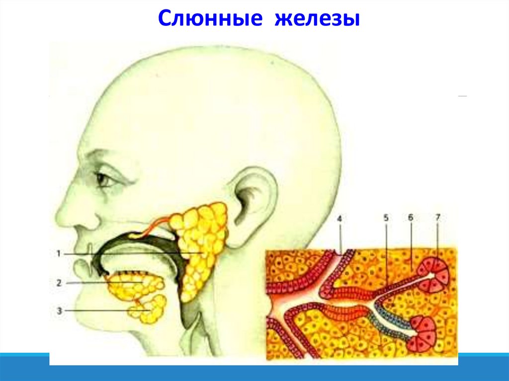 Лечение рака слюнных желез