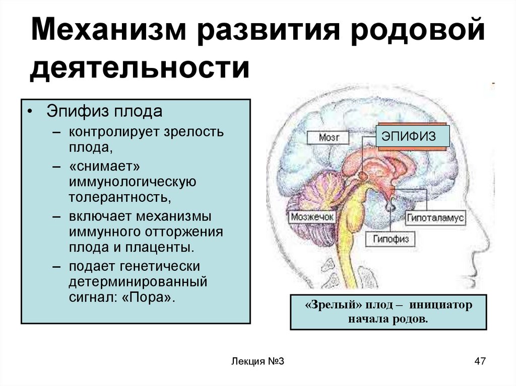 Механизм развития