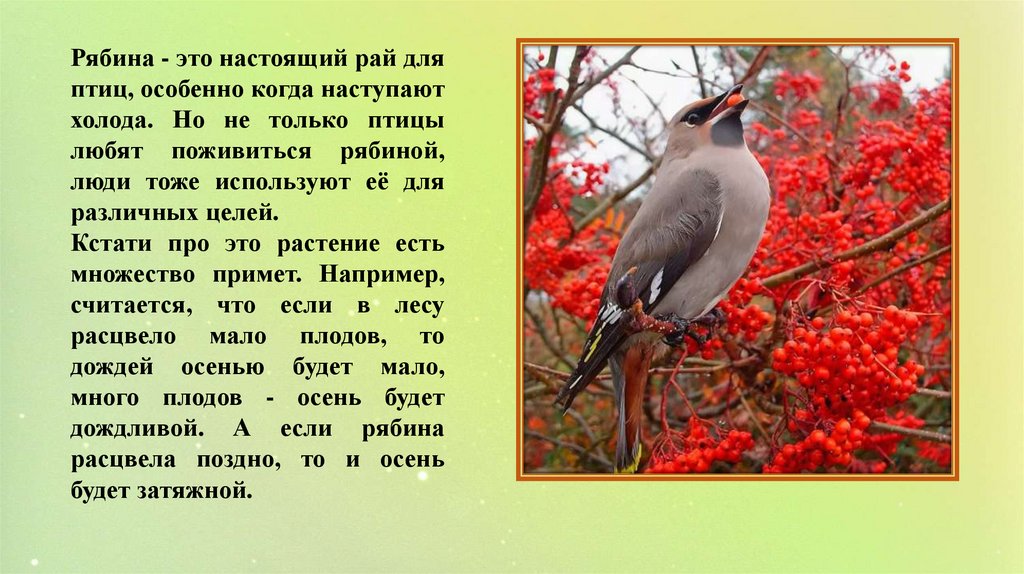 Только у птиц есть. Только у птиц есть