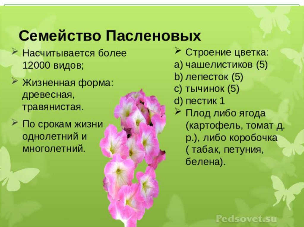 План описания семейства пасленовые