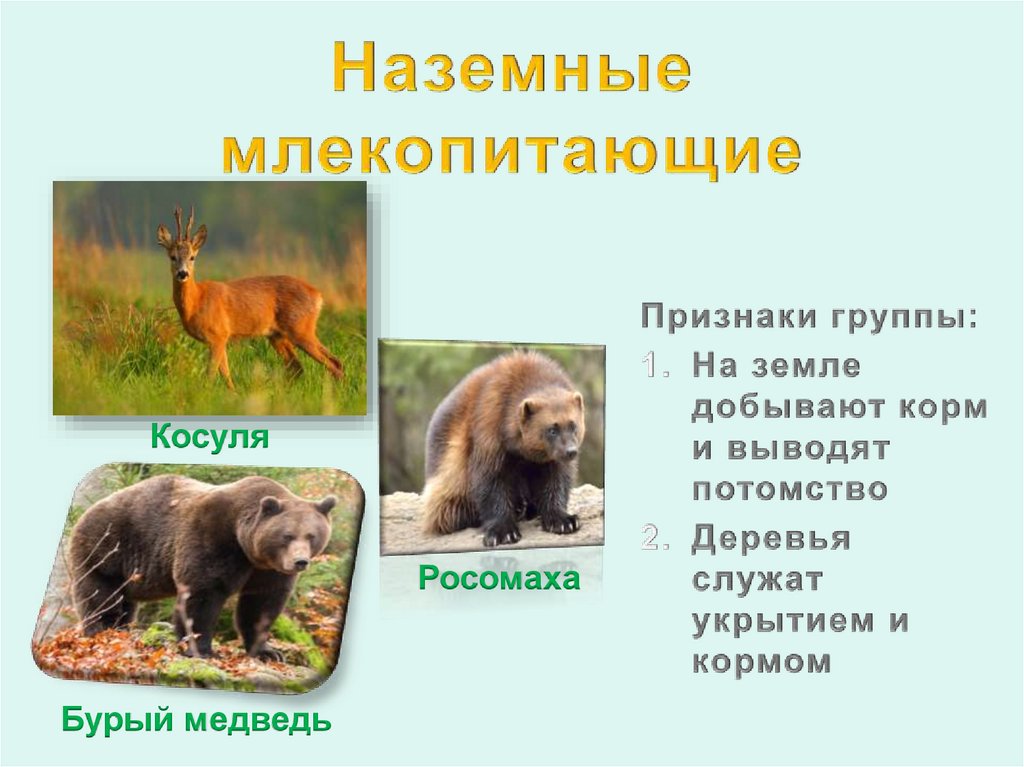 Основные группы млекопитающих