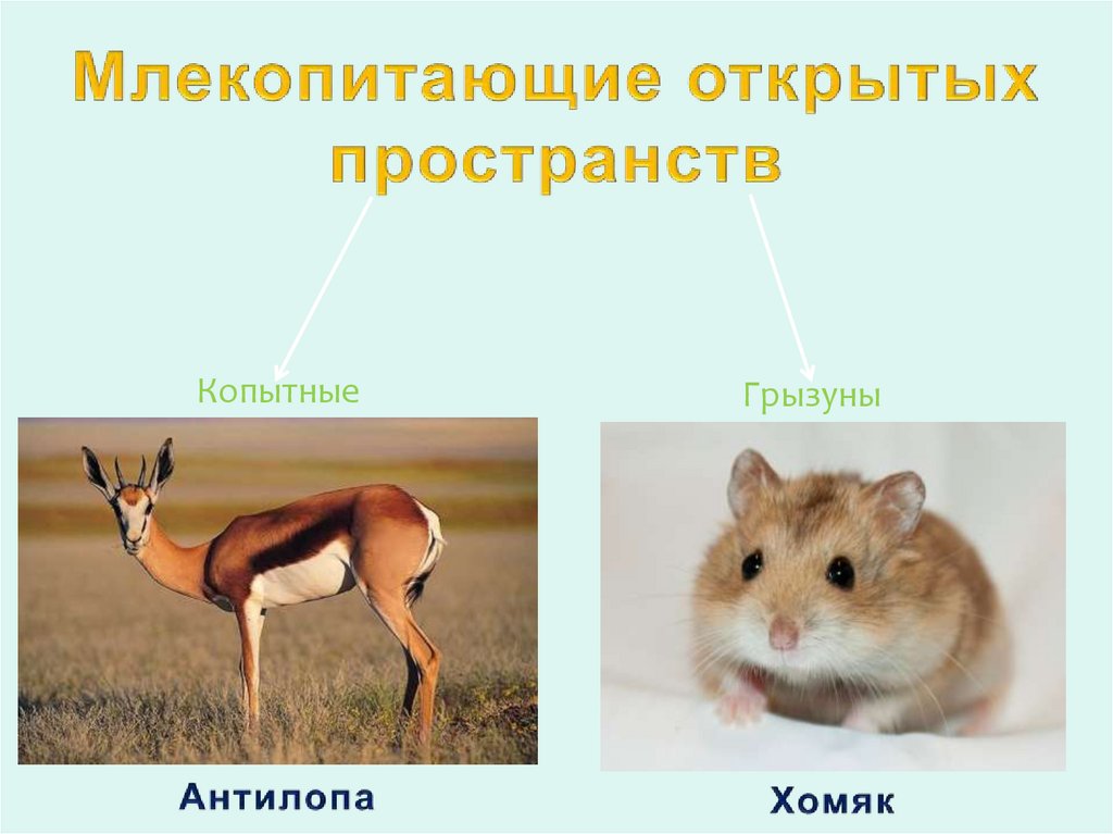 Экологические группы млекопитающих. Экологические группы млекопитающих презентация. Экологические группы млекопитающих 7 класс биология. Презентация копытные млекопитающие.
