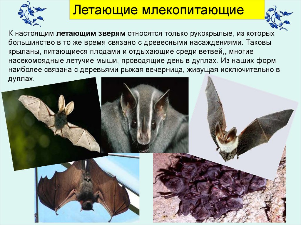 Рукокрылые млекопитающие примеры. Летающие млекопитающие рукокрылые. Экологические группы млекопитающих летающие. Представители летучих мышей. Экологическая группа рукокрылых.