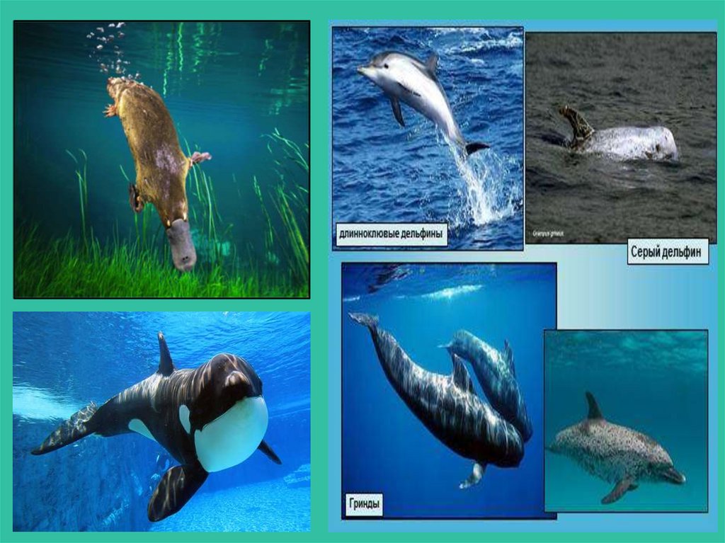 Водные млекопитающие примеры. Экологические группы млекопитающих водные. Водные млекопитающие представители. Наземно древесные млекопитающие. Дельфин экологическая группа.