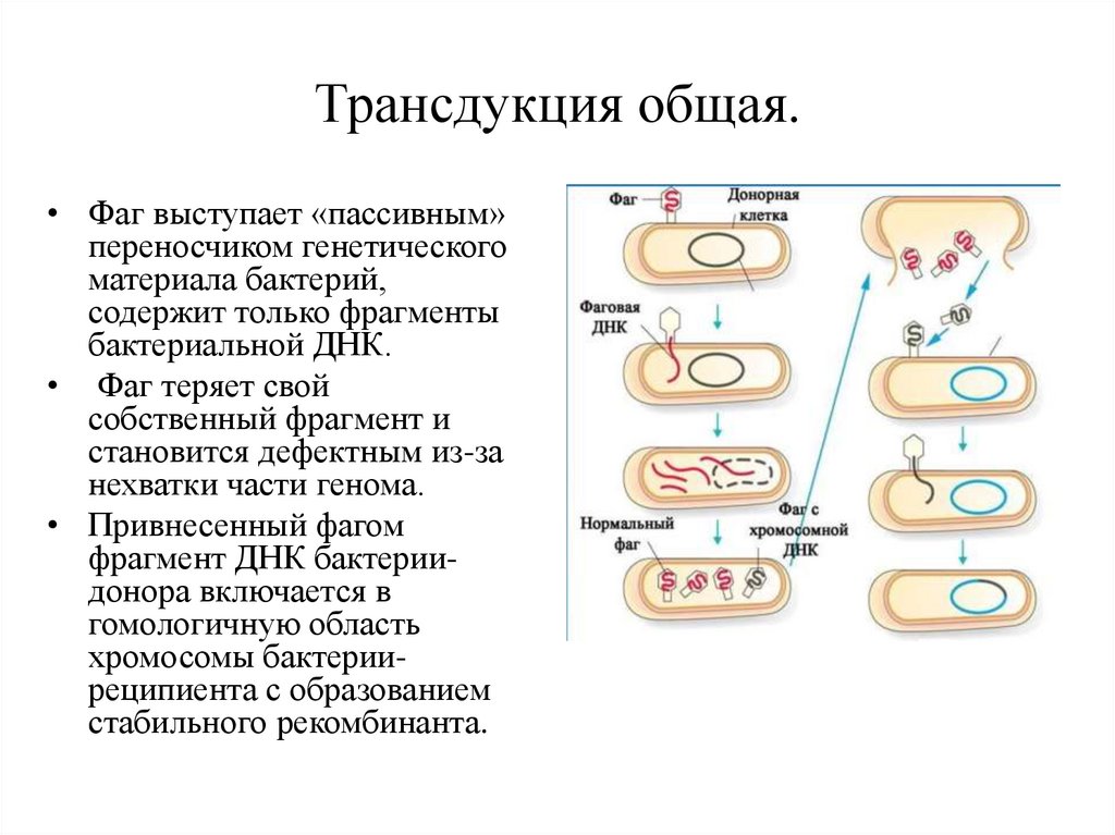 Бактерия донор. Механизм трансдукции микробиология. Трансдукция у бактерий микробиология. Трансдукция конъюгация (генетика). Общая схема трансдукции сигнала.
