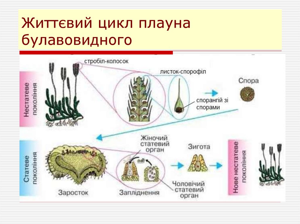 Жизненный цикл плауна булавовидного. Жизненный цикл плауна булавовидного (Lycopodium clavatum). Жизненный цикл плауна булавовидного схема. Жизненный цикл плауна булавовидного 7 класс.