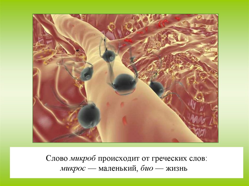 Слово микроб происходит от греческих слов: микрос — маленький, био — жизнь