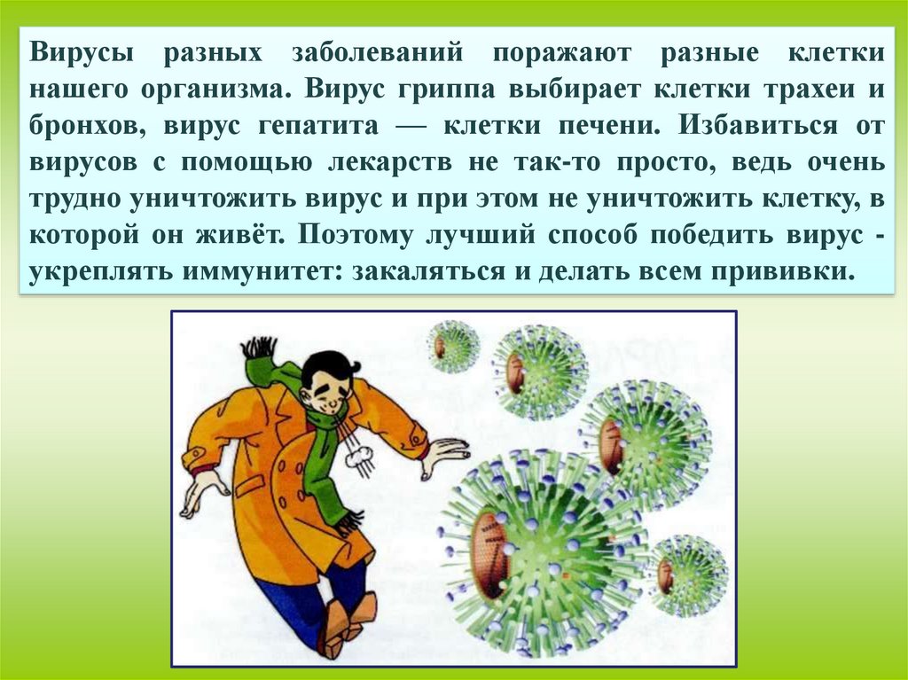 Вирус живущий в организме человека. Разные вирусы. Разные вирусы гриппа. Что поражает вирус гриппа. Борьба с вирусами в организме.