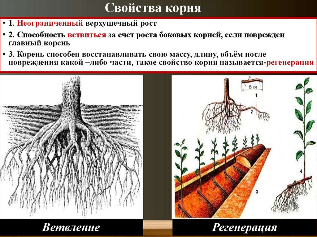 Корень и корневая система 6 класс биология. Смешанный Тип корневой системы. Виды корневищ. Два типа корневой системы.
