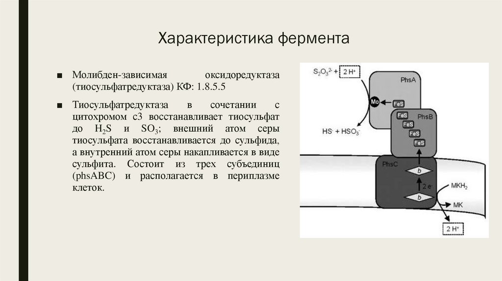 Характеристика фермента