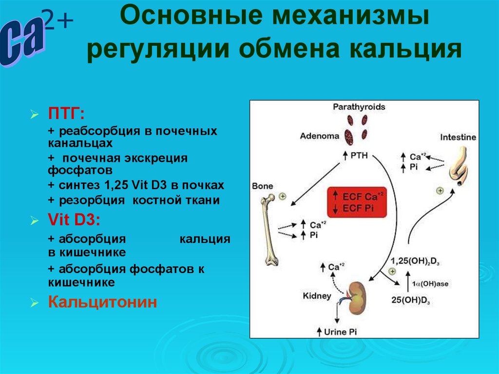 Кальций биохимия презентация