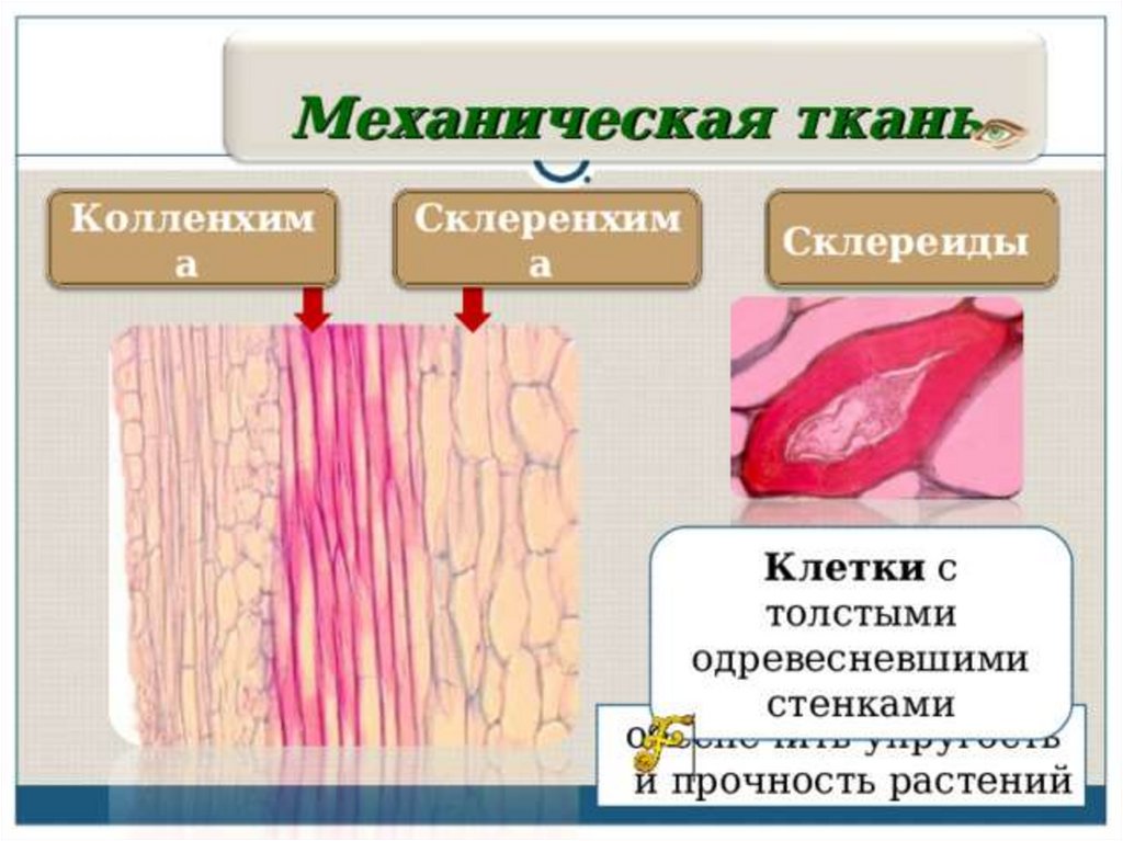 Ткани придающие прочность растениям. Склереиды колленхима. Механическая ткань склереиды. Механическая ткань колленхима. Механическая ткань колленхима, склереиды.