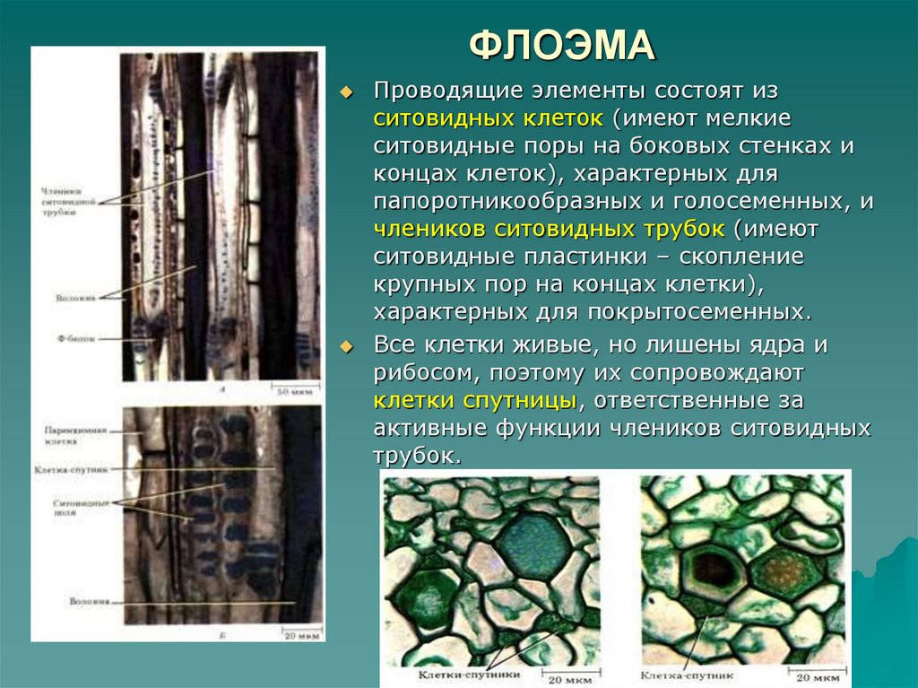 Ситовидные элементы флоэмы. Проводящие ткани растений флоэма. Анатомия растений флоэма. Клеточная стенка флоэмы. Флоэма строение клетки.