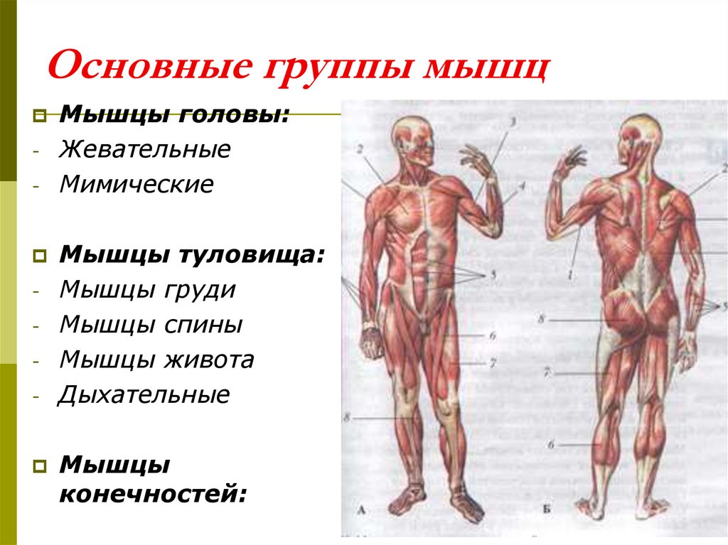 Функции мышц туловища. Мышцы туловища и конечностей. Мышцы головы туловища и конечностей. Основные группы мышц головы. Мышцы туловища и конечностей 8 класс.