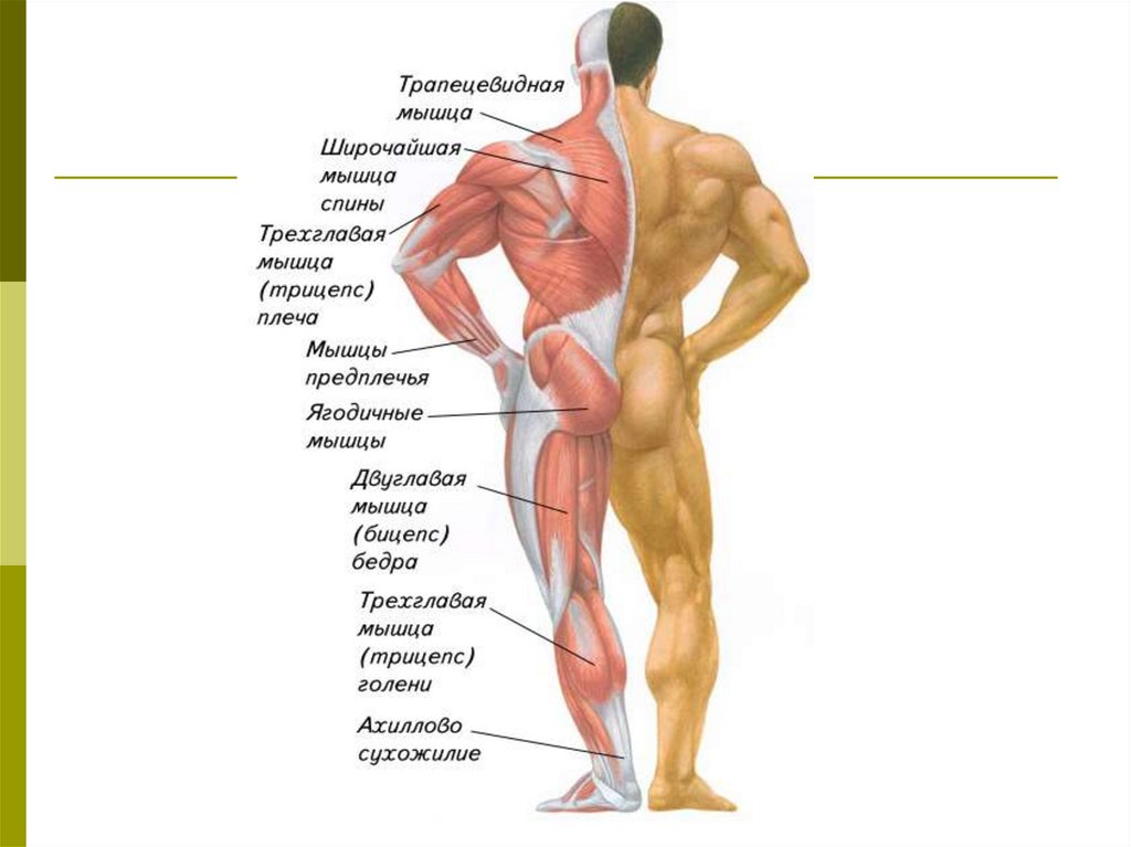 Мышцы анатомия презентация
