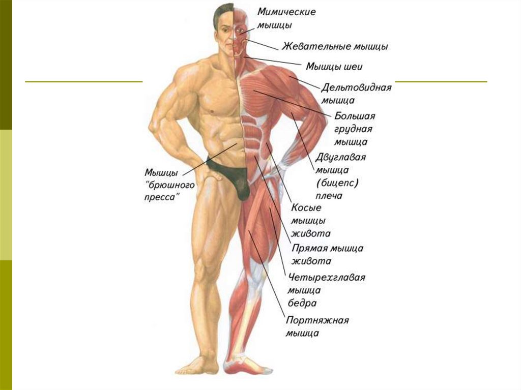 Каково значение мышечного чувства людей разных профессий. Работа мышц. Мышцы и их названия. Работа мышц человека. Строение и работа мышц.