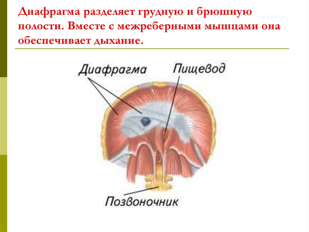 Грудная полость отделена от брюшной диафрагмой