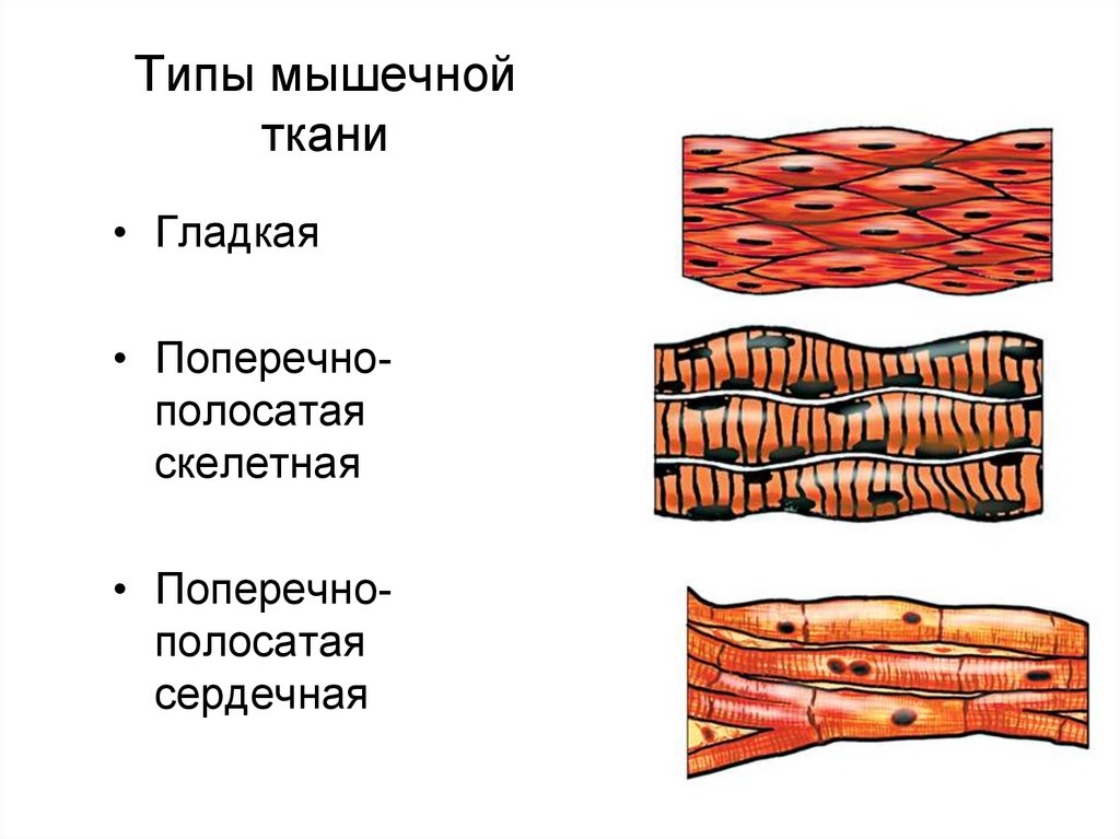 В состав какого органа входят мышечные клетки изображенные на рисунке