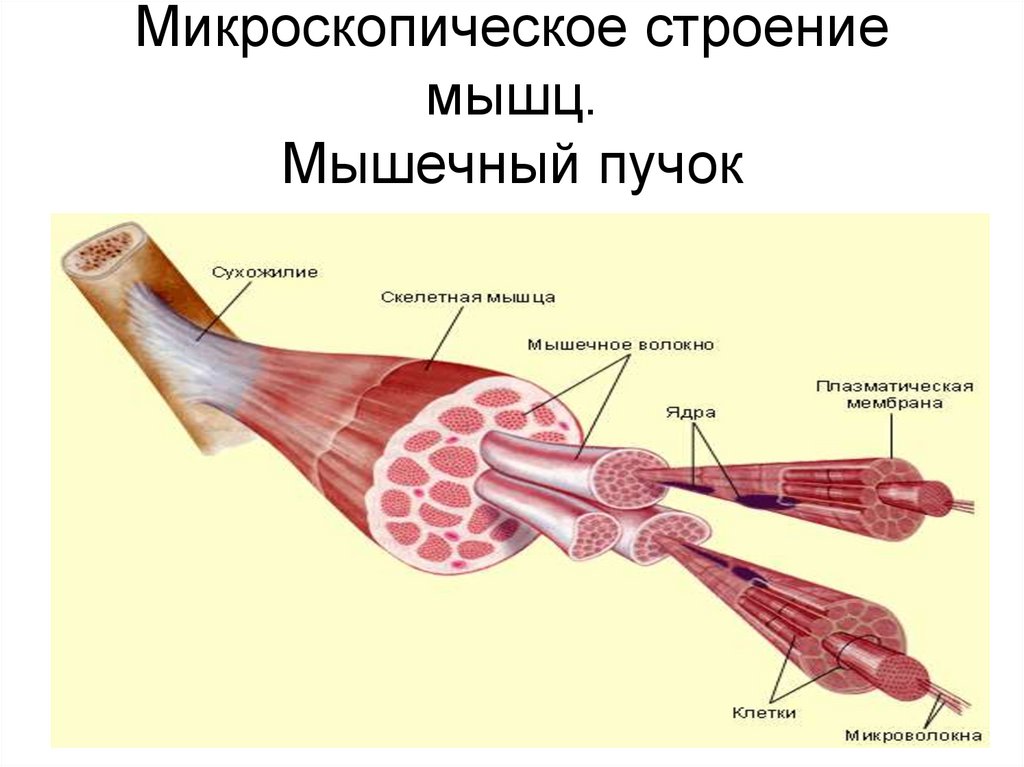 Рисунок скелетных мышц человека