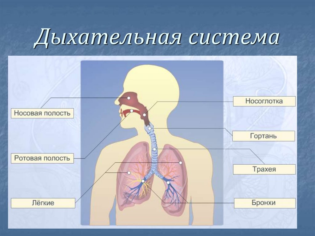Соотнесите изображение органа дыхания с представителем класса. Дыхательная система органов структура. Дыхательная система система человека 3 класс. Структура органов дыхания человека. Название органов дыхательной системы человека.