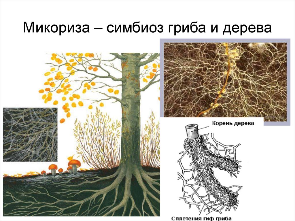 Грибы образующие микоризу с корнями. Эндотрофная микориза. Симбиоз гриба и дерева. Микориза осины. Микориза для цитрусовых.