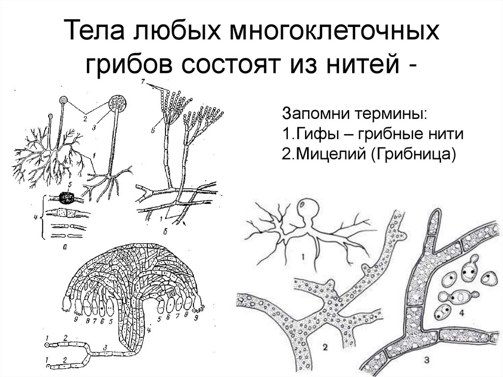 Грибница состоит из тонких нитей гиф