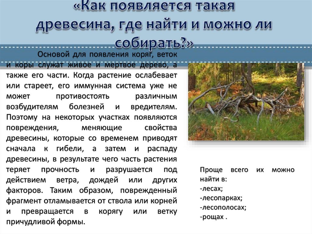 «Как появляется такая древесина, где найти и можно ли собирать?»
