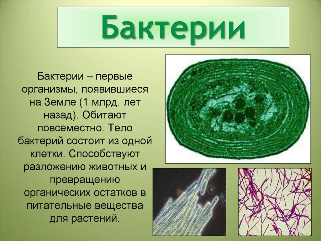 Где возникли первые растительные организмы. Жизнь первых организмов на земле. Появление бактерий на земле. Возникновение бактерий. Первые организмы на земле бактерии.