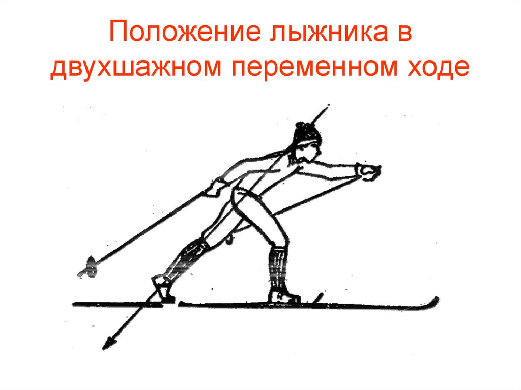 Методика лыжной подготовки. Попеременный двухшажный ход на лыжах. Поперечный двухшажный лыжный ход. Попеременно двухшажный ход рисунок. Переменной двухшажный ход на лыжах.