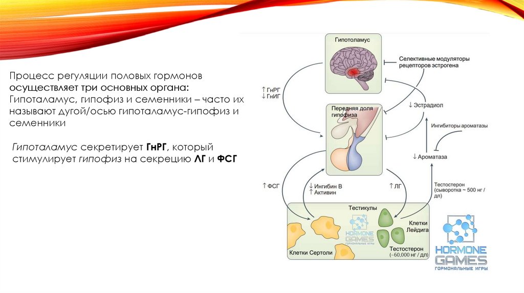 Гормоны семенников