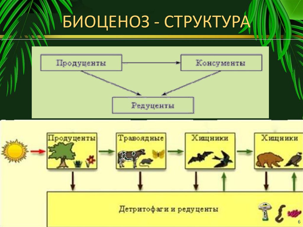 В биоценозе имеются