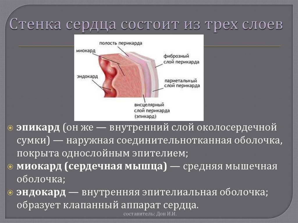 Средний слой стенки сердца называется