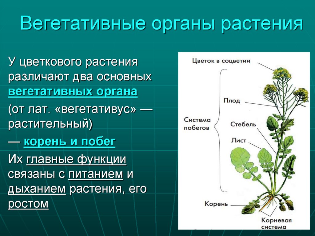 Назовите вегетативные органы. Высшие растения для студентов. Высшее растение со всеми органами фото для студентов.